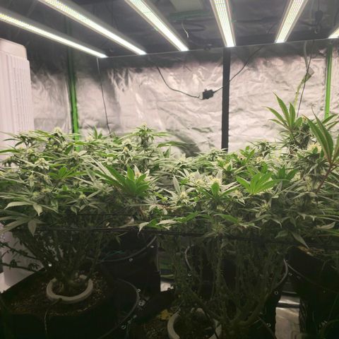Banana Jealousy   https://softsecrets.com/en-GB/article/how-grow-seedsmans-banana-jealousy growlog timeline photo