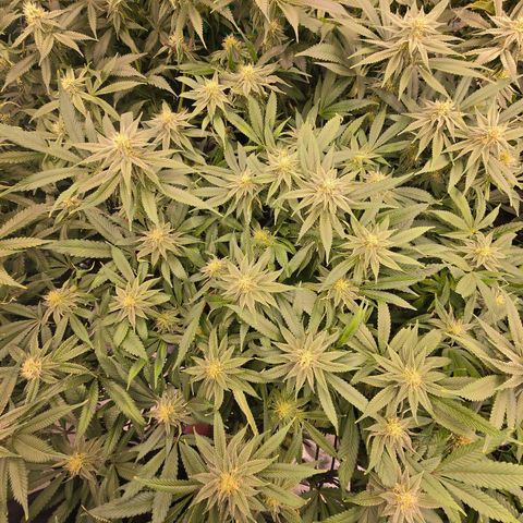 Banana Jealousy   https://softsecrets.com/en-GB/article/how-grow-seedsmans-banana-jealousy growlog timeline photo