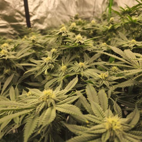 Banana Jealousy   https://softsecrets.com/en-GB/article/how-grow-seedsmans-banana-jealousy growlog timeline photo