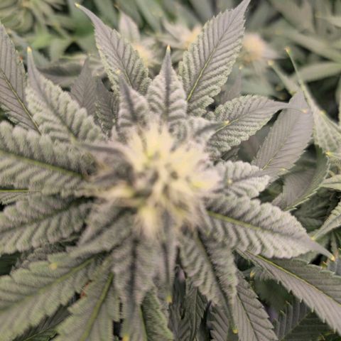 Banana Jealousy   https://softsecrets.com/en-GB/article/how-grow-seedsmans-banana-jealousy growlog timeline photo