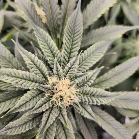 Banana Jealousy   https://softsecrets.com/en-GB/article/how-grow-seedsmans-banana-jealousy growlog timeline photo