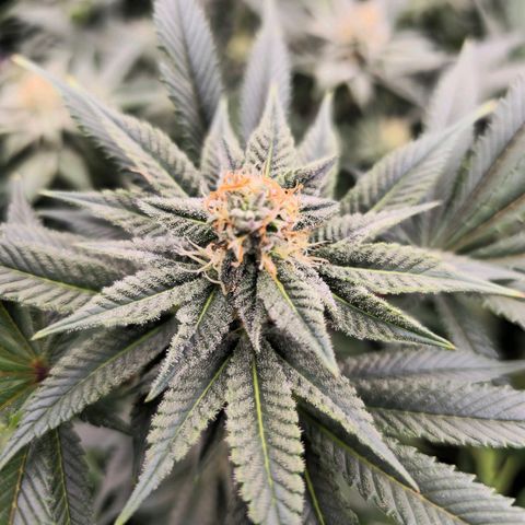 Banana Jealousy   https://softsecrets.com/en-GB/article/how-grow-seedsmans-banana-jealousy growlog timeline photo