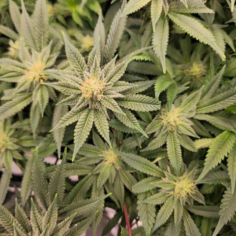 Banana Jealousy   https://softsecrets.com/en-GB/article/how-grow-seedsmans-banana-jealousy growlog timeline photo