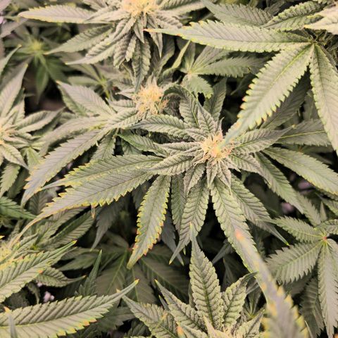 Banana Jealousy   https://softsecrets.com/en-GB/article/how-grow-seedsmans-banana-jealousy growlog timeline photo