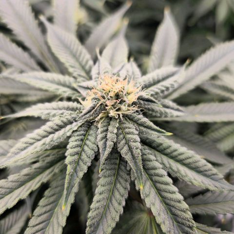 Banana Jealousy   https://softsecrets.com/en-GB/article/how-grow-seedsmans-banana-jealousy growlog timeline photo