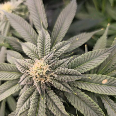 Banana Jealousy   https://softsecrets.com/en-GB/article/how-grow-seedsmans-banana-jealousy growlog timeline photo