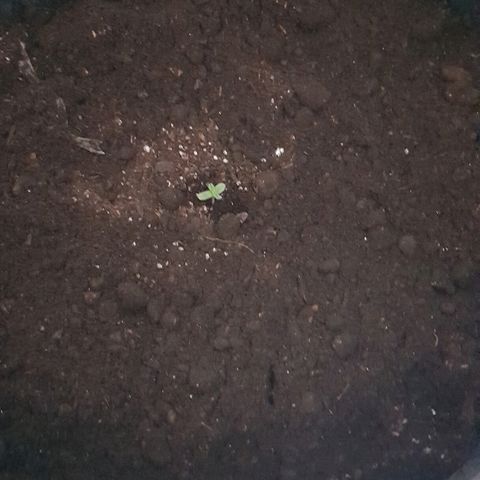 Pequeña Gran Marley growlog photo: Fotos de post transplante y regado con enraizante