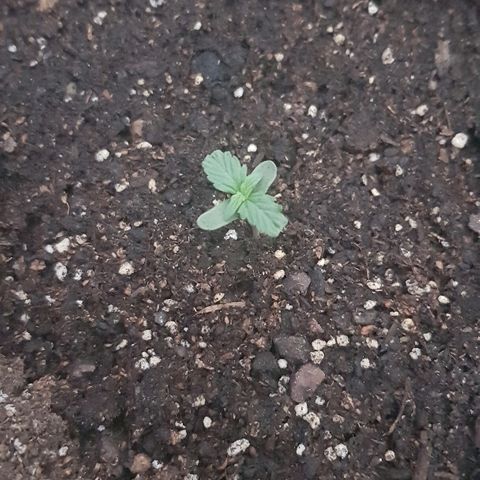 Pequeña Gran Marley growlog timeline photo