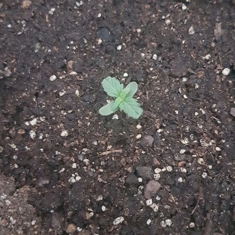 Pequeña Gran Marley growlog timeline photo