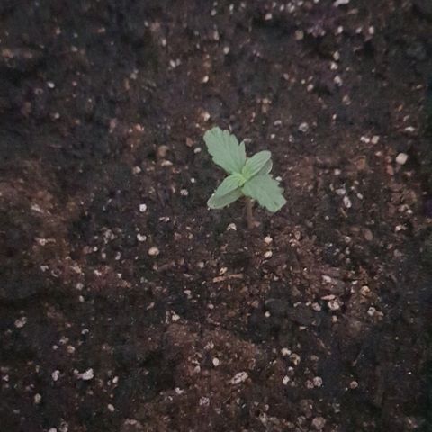 Pequeña Gran Marley growlog photo: Luego de regado con enraizante 0,5gr por cada 500 ml de agua de lluvia