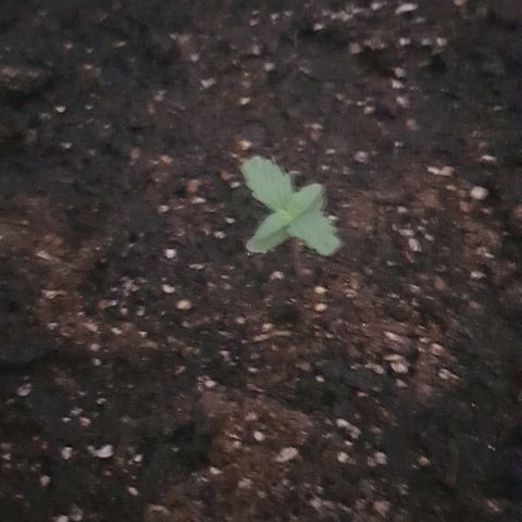 Pequeña Gran Marley growlog photo: Luego de regado con enraizante 0,5gr por cada 500 ml de agua de lluvia