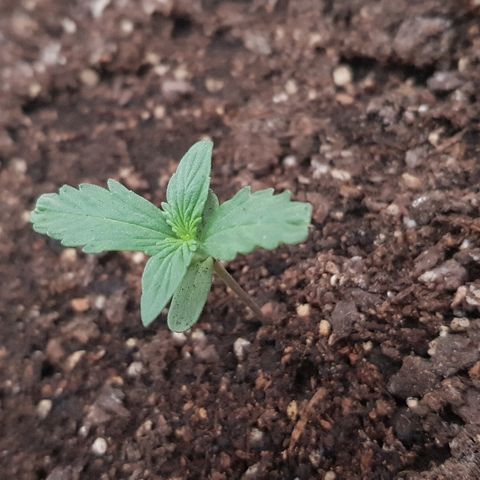 Pequeña Gran Marley growlog timeline photo