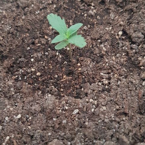 Pequeña Gran Marley growlog timeline photo
