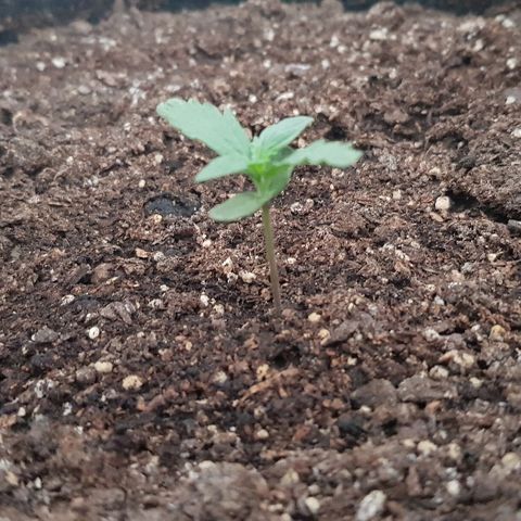 Pequeña Gran Marley growlog timeline photo