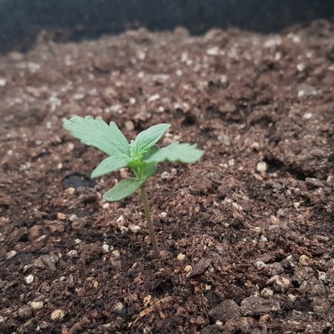 Pequeña Gran Marley growlog timeline photo