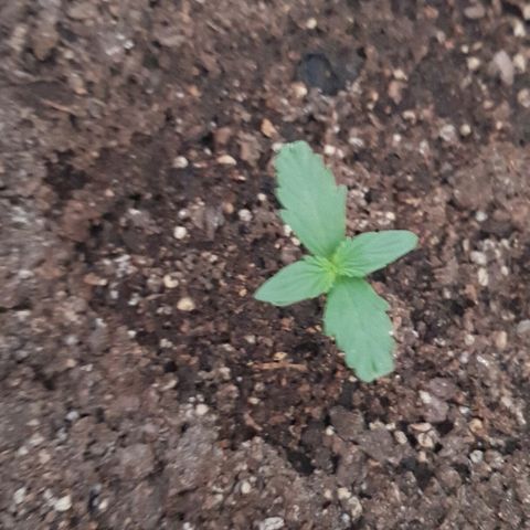Pequeña Gran Marley growlog timeline photo