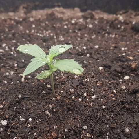 Pequeña Gran Marley growlog photo: Luego de regado con 1.5L con agua de lluvia