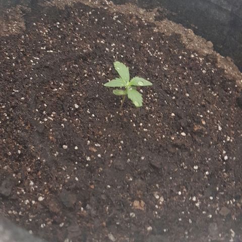 Pequeña Gran Marley growlog photo: Luego de regado con 1.5L con agua de lluvia