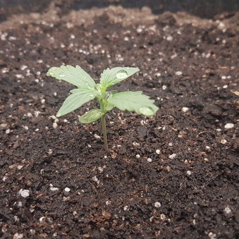 Pequeña Gran Marley growlog photo: Luego de regado con 1.5L con agua de lluvia
