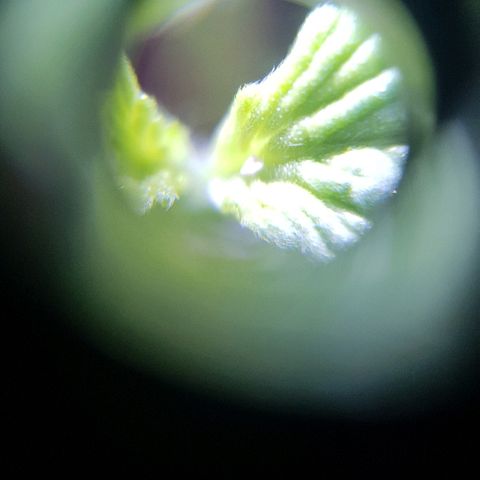 Pequeña Gran Marley growlog timeline photo