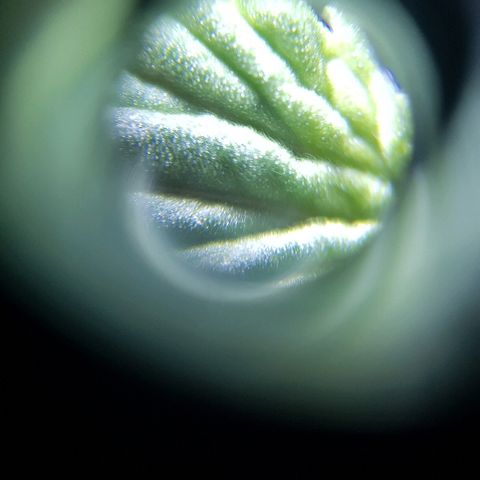Pequeña Gran Marley growlog timeline photo