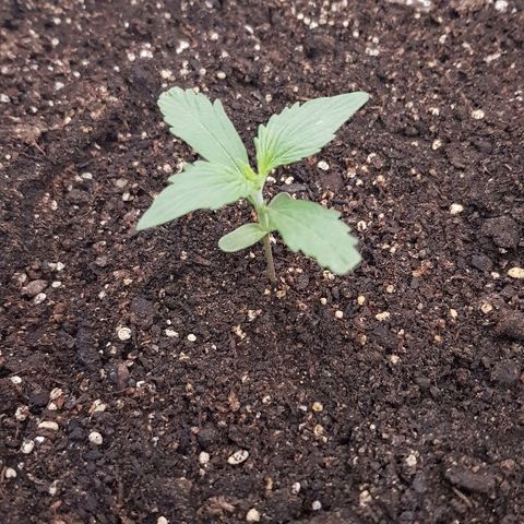 Pequeña Gran Marley growlog timeline photo