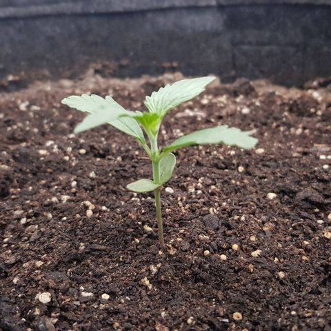 Pequeña Gran Marley growlog timeline photo
