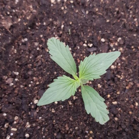 Pequeña Gran Marley growlog timeline photo