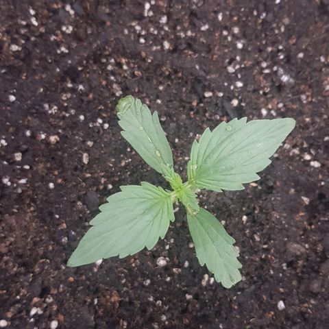Pequeña Gran Marley growlog photo: Post regado con Oro Negro