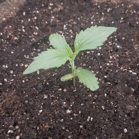 Pequeña Gran Marley growlog photo: Post regado con Oro Negro