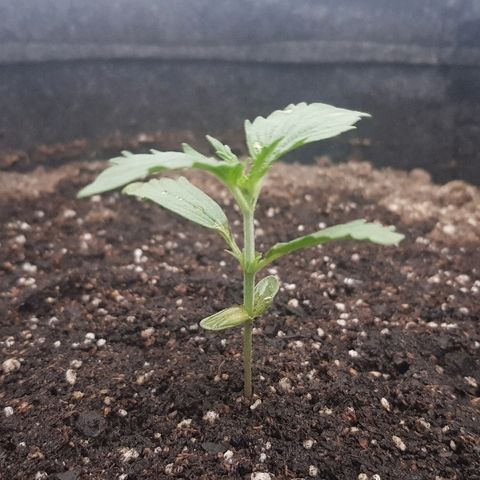 Pequeña Gran Marley growlog photo: Post regado con Oro Negro