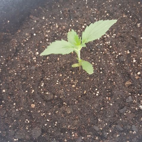 Pequeña Gran Marley growlog photo: Luego de tegar con enraizantr