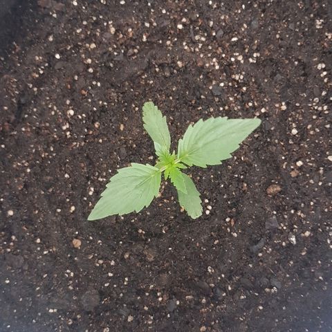 Pequeña Gran Marley growlog photo: Luego de tegar con enraizantr