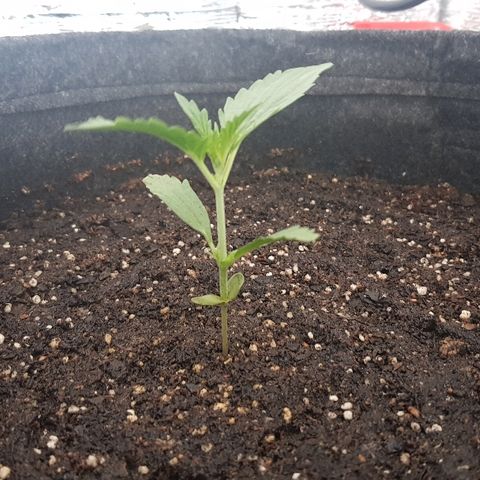 Pequeña Gran Marley growlog photo: Luego de tegar con enraizantr