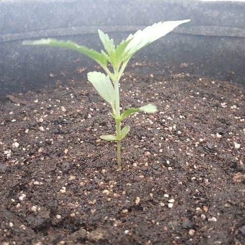 Pequeña Gran Marley growlog photo: Luego de tegar con enraizantr