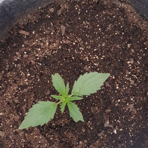Pequeña Gran Marley growlog timeline photo