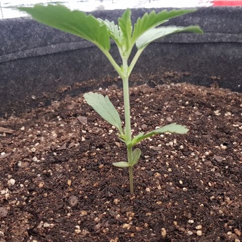 Pequeña Gran Marley growlog timeline photo