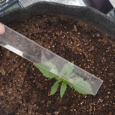 Pequeña Gran Marley growlog timeline photo