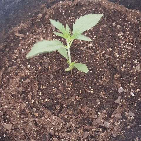 Pequeña Gran Marley growlog timeline photo