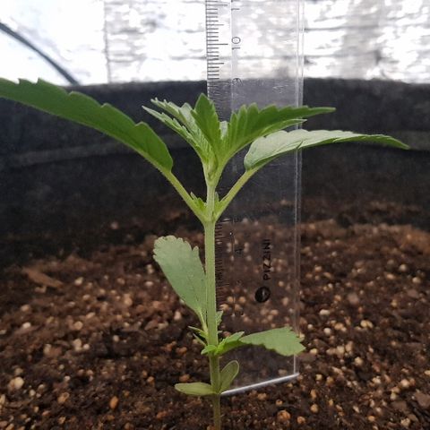 Pequeña Gran Marley growlog timeline photo