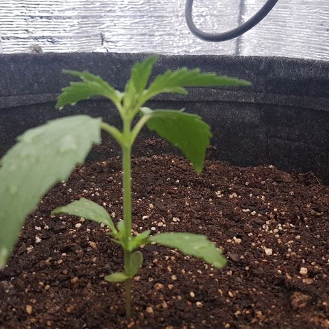 Pequeña Gran Marley growlog photo: Despues del rociado con bionem