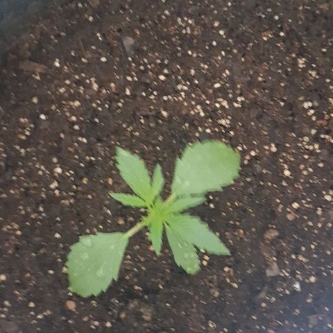Pequeña Gran Marley growlog photo: Despues del rociado con bionem