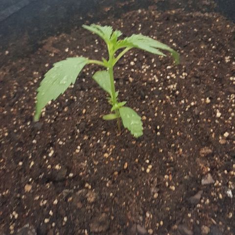 Pequeña Gran Marley growlog photo: Despues del rociado con bionem