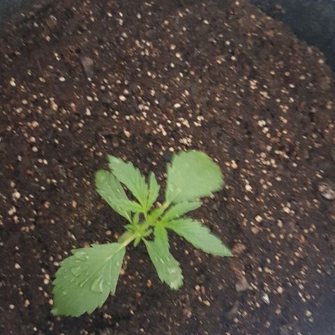 Pequeña Gran Marley growlog photo: Despues del rociado con bionem