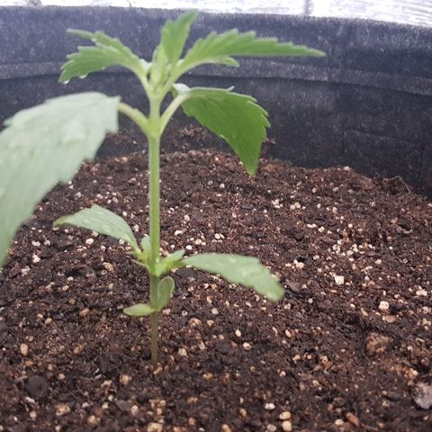 Pequeña Gran Marley growlog photo: Despues del rociado con bionem