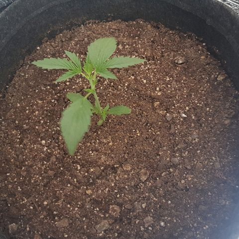 Pequeña Gran Marley growlog timeline photo
