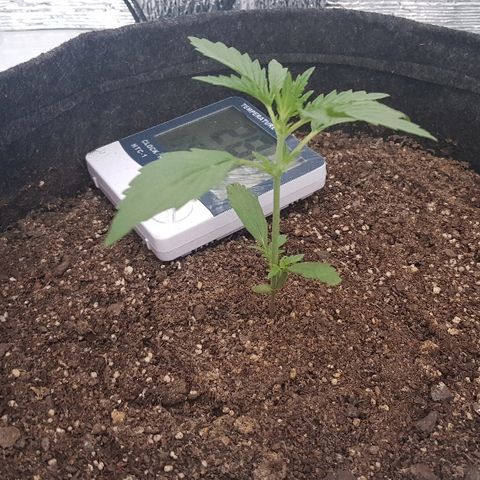 Pequeña Gran Marley growlog timeline photo
