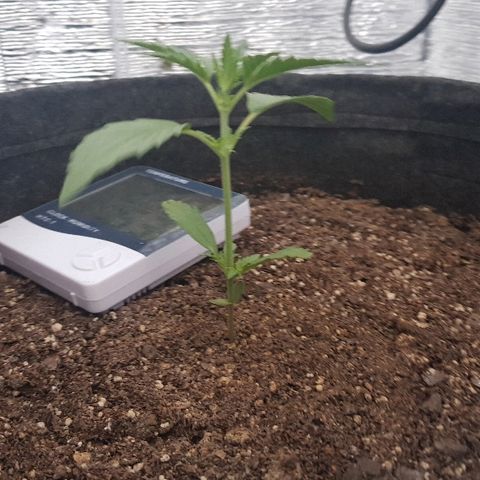 Pequeña Gran Marley growlog timeline photo