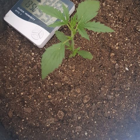 Pequeña Gran Marley growlog timeline photo