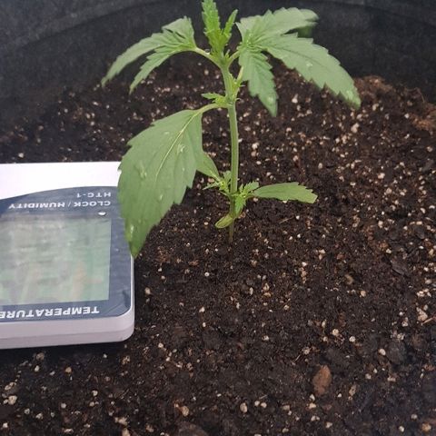 Pequeña Gran Marley growlog photo: Luego de regado con 900 cc de agua de lluvia